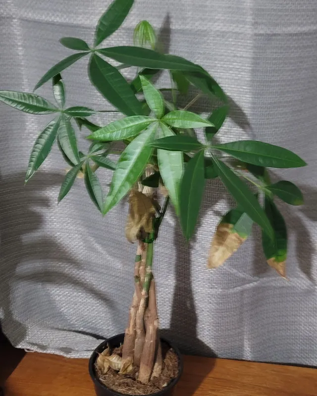 Geoffrey, a money tree, in his prime