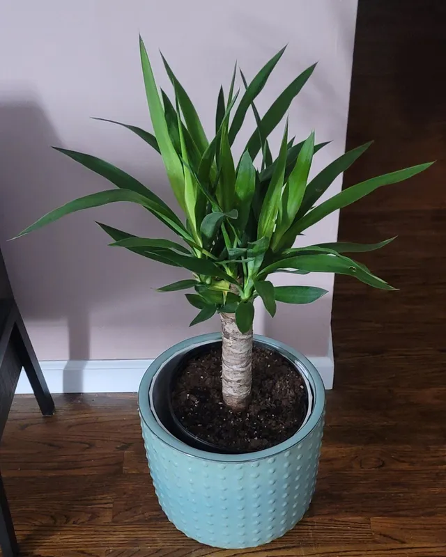 Keith, a spineless yucca in a blue pot